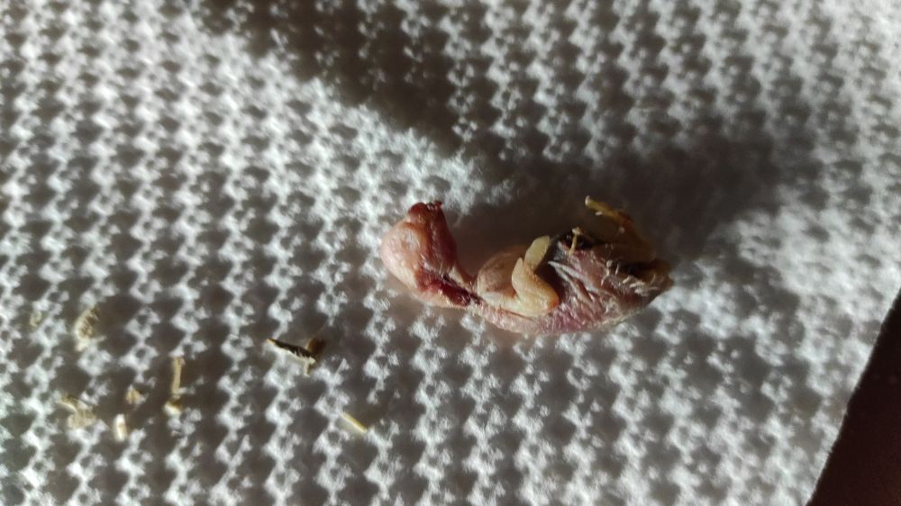 Pullo probabilmente
ucciso dalla madre
